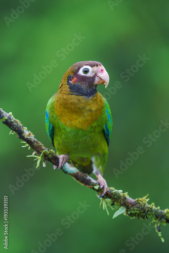 Brown-hooded parrot (Pyrilia haematotis)