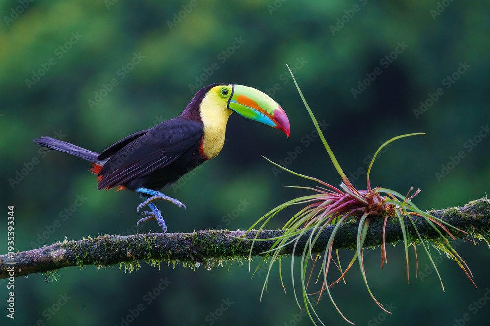 Fototapeta premium Keel-billed toucan (Ramphastos sulfuratus)