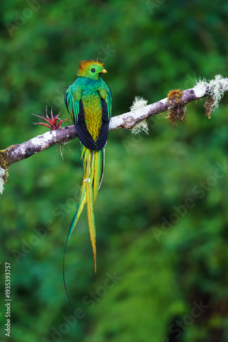 Resplendent quetzal (Pharomachrus mocinno)