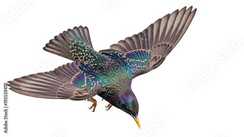 Fotografía Isolated bird with iridescent plumage in flight during migration, against bright