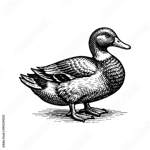 Vintage duck bird engraving, hand drawn retro farm poultry animal sketch isolated