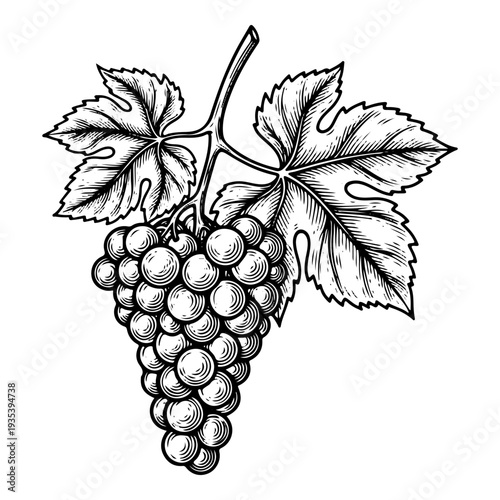 Vintage grape bunch engraving, antique wine grapes sketch and botanical vine branch illustration in woodcut style isolated