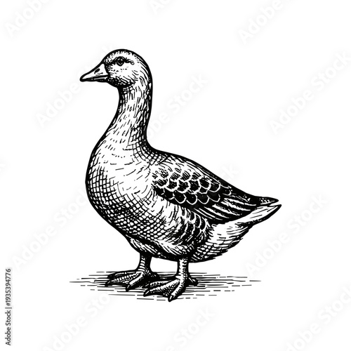 Vintage goose engraving, hand drawn retro farm bird sketch, domestic gander poultry animal isolated