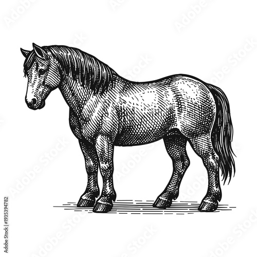 Vintage horse engraving, hand drawn retro farm stallion animal sketch, classic equestrian steed isolated