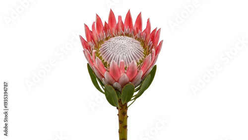Photos Isolated pink king protea flower blossom on a stem, romantic love beauty in natu