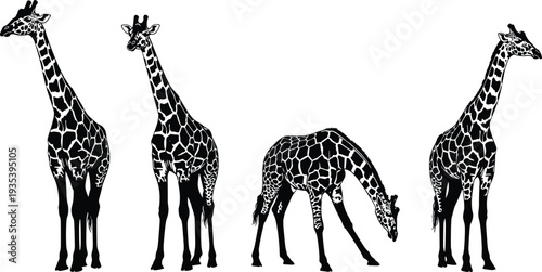 Giraffe Silhouette Set with Realistic Pattern Vector Collection African Safari Wildlife Animal Illustration for Nature Zoo Design Isolated on White Background