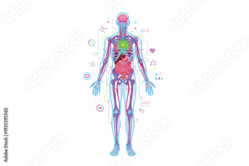 Human Anatomy Illustration with Vibrant Colors and Abstract Shapes in Digital Art Style for Health and Wellness