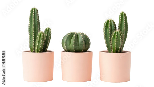 Принти на полотні Isolated Cactus trio in pots, house plants collection, desert plant set, potted