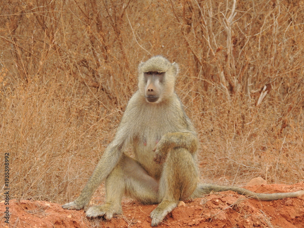 Obraz premium Babbuino seduto