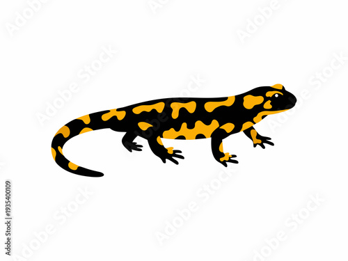 Fire Salamander Vector Illustration with Yellow Spots Isolated on White Background