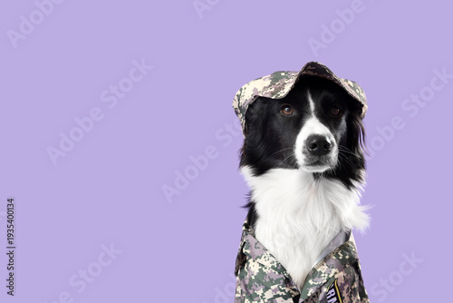 Cute Border Collie dog in s...