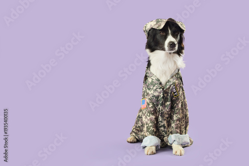 Cute Border Collie dog in s...