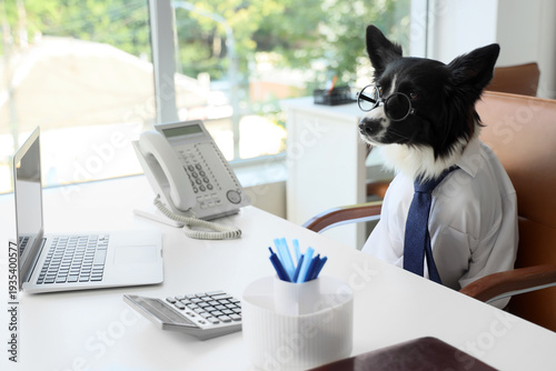 Cute business Border Collie...
