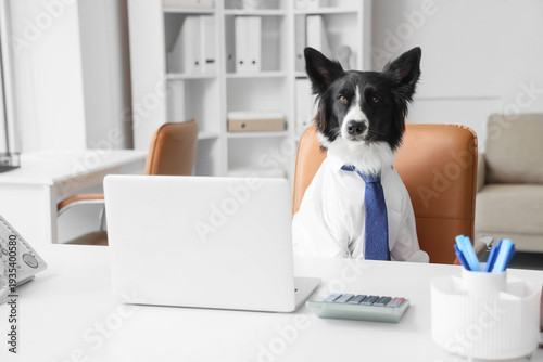 Cute business Border Collie...