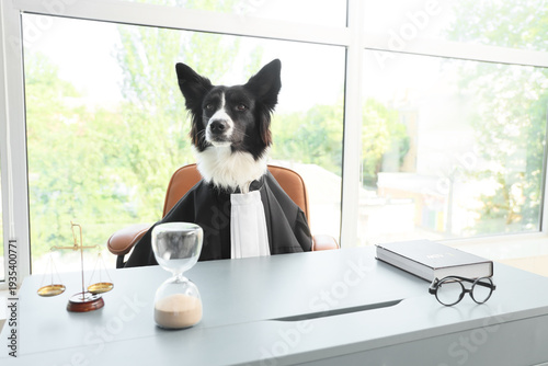 Cute Border Collie dog with...