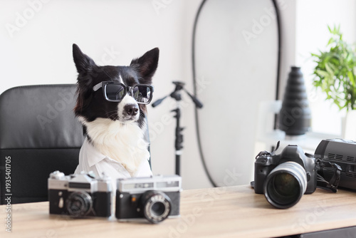 Cute Border Collie dog with...