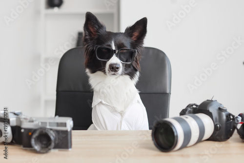 Cute Border Collie dog with...