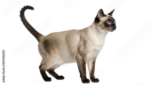 Schilderij op canvas Isolated Tonkinese cat standing looking right side in studio, lovely and elegant