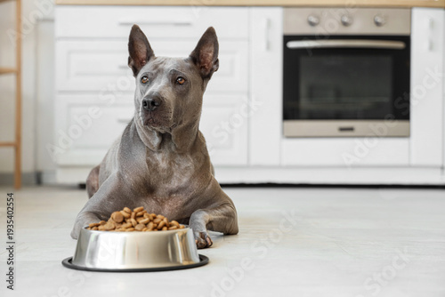 Cute Thai ridgeback dog lyi...