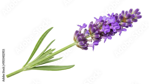 Tableau sur toile Isolated sprig of lavender flower, blooming purple plant, single branch for arom