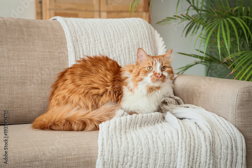 Cute cat with plaid lying o...
