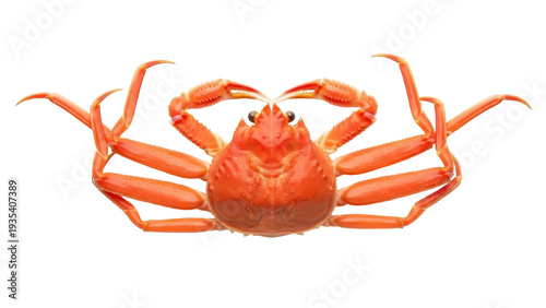 Photos Isolated Japanese spider crab, a sea animal known for its long legs, on a plain