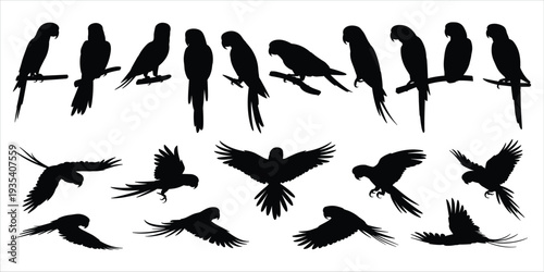 Collection of black parrot silhouettes in various poses on white background Keywords: parrot, macaw, cockatoo, silhouette, bird