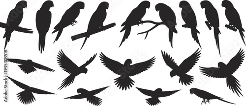 Multiple black parrot silhouettes in different flying and perched poses on white background Keywords: parrot, macaw, cockatoo