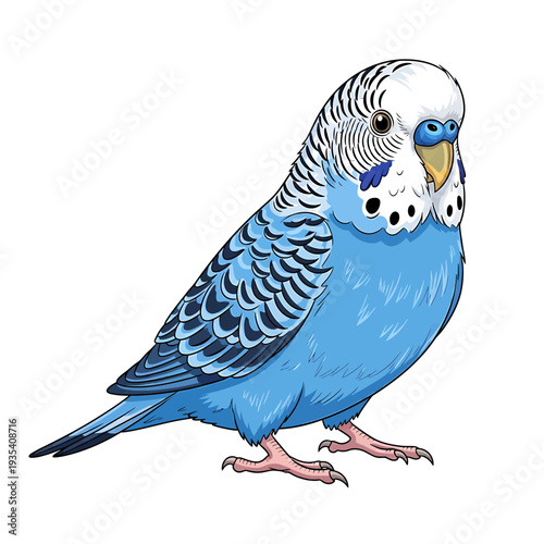 Realistic Blue Budgerigar (Budgie) Vector Illustration