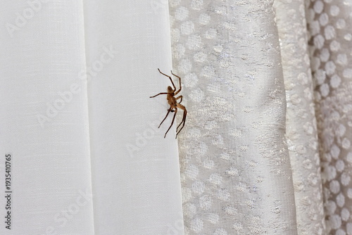 Big domestic house spider crawling on white curtain in modern indoor setting. Tegenaria domestica spider also known like barn funnel weaver at home., side view. 