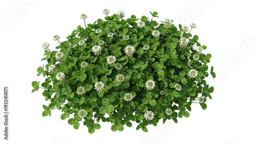 Foto Isolated flowering clover plant, shamrock, foliage and blooms, top view, beautif