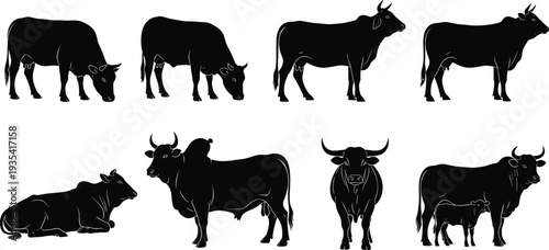 Detailed Black Bull, Heifer, and Calf Illustrations for Farm Branding, Dairy Industry Graphics, Meat Shop Signs, and Livestock