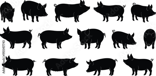 Set of black silhouette pigs in different poses and orientations on white background animal farm