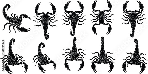 Detailed Vector Illustrations of Predators for Tattoo Design, Tribal Art, Wild Animal Graphics and Decorative Symbols