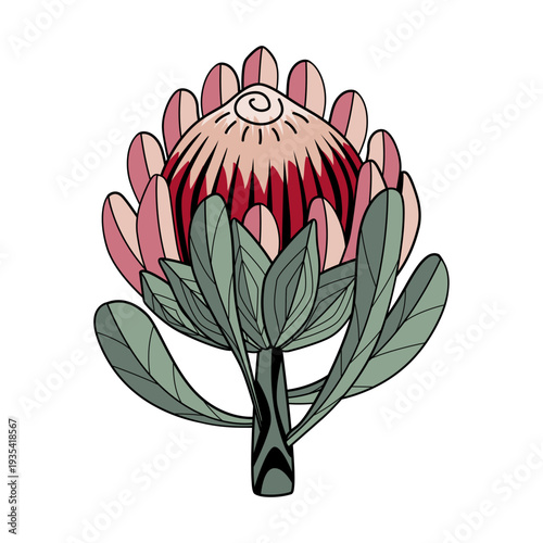 Hand drawn Protea flower graphic. Protea line drawing isolated on white background. Vector illustration