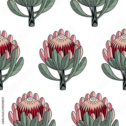 Hand drawn Protea flower graphic seamless pattern. Protea line drawing tribal style background. Vector illustration.