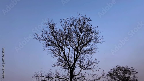 Tilt down shot of a tree without leaves 