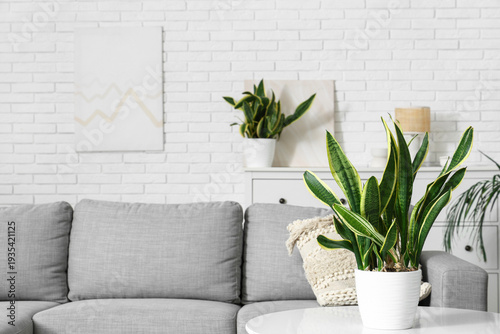 Sansevieria houseplant on t...