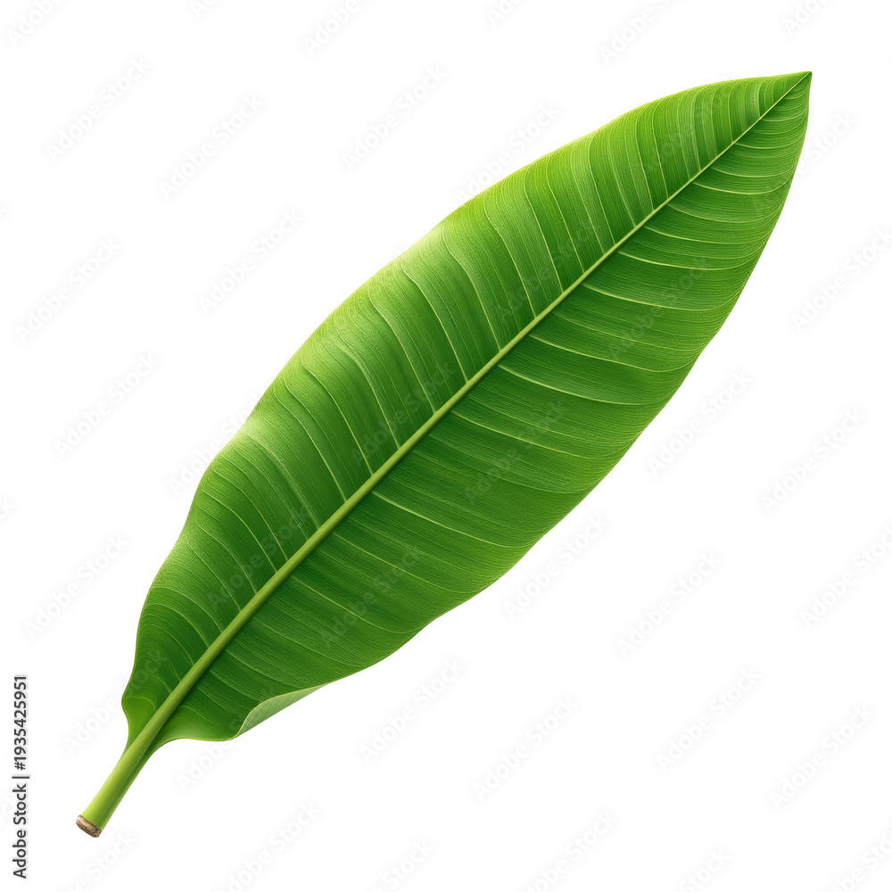 Obraz premium Banana leaf on transparent background PNG