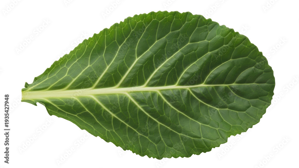 Obraz premium Isolated Green Leafy Vegetable - Collard or Kale Freshness for Eating and Growing Plants