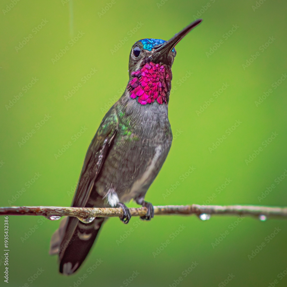 Fototapeta premium Colibrí Picudo coronado (Heliomaster longirostris)
