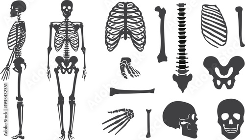 Human skeleton icons, anatomy vector, bone clipart, skull design, rib cage, spine illustration, pelvis graphic, medical symbol, biology art, education logo