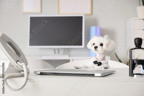Funny business Maltese dog ...