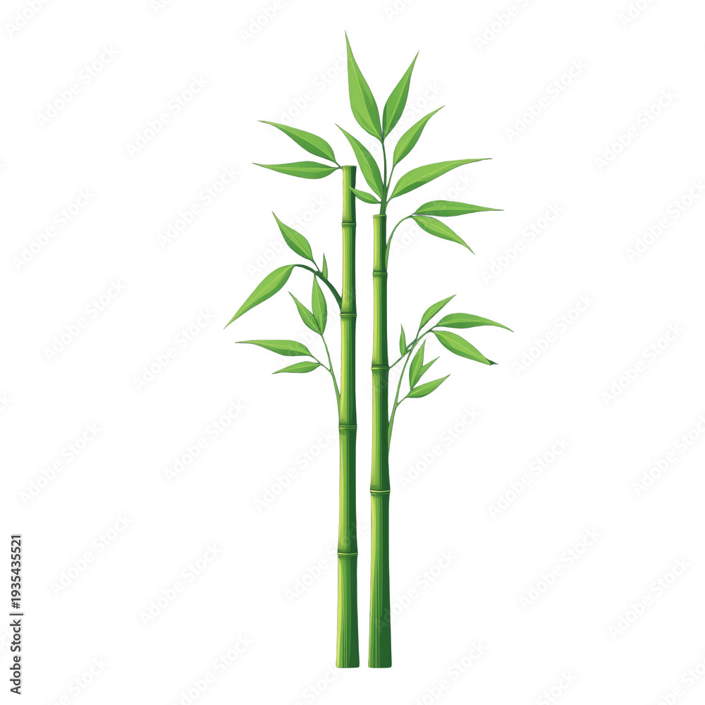 Obraz premium Vector image of bamboo, plant for infographics