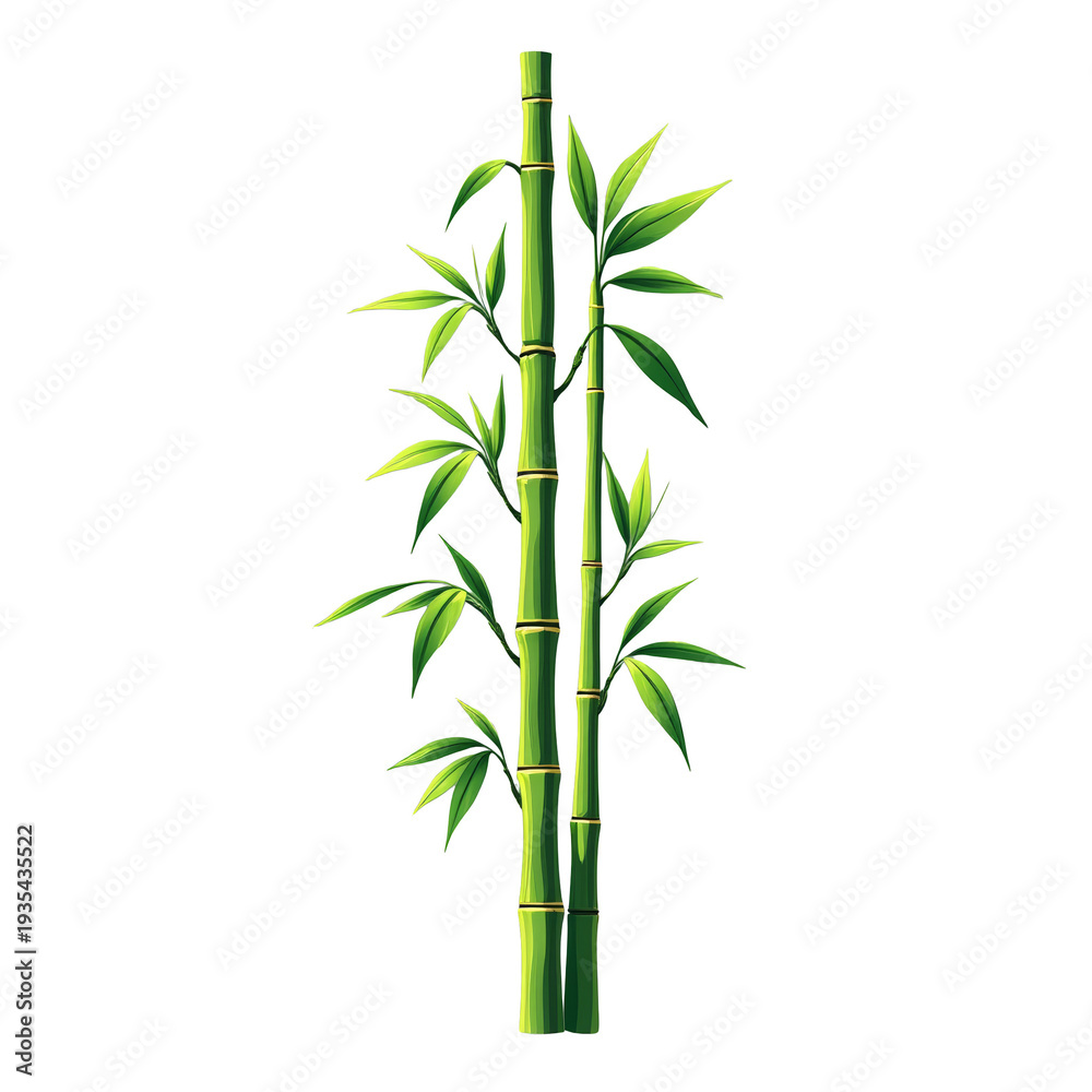 Fototapeta premium Vector image of bamboo, plant for infographics
