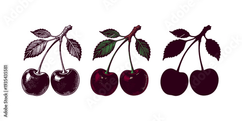 Trio of cherry illustrations showing sketch, colored, and silhouette styles on clean white background, concept of artistic variation