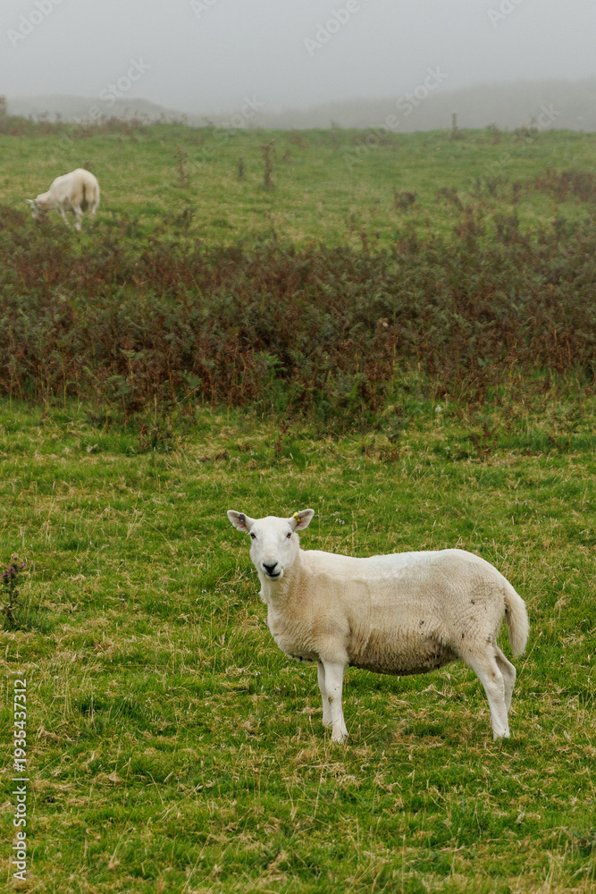 Fototapeta premium White Sheep Standing in Green Pasture on Foggy Scottish Moor