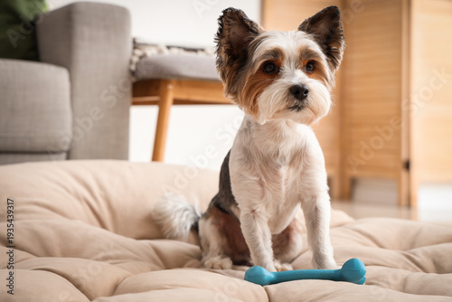 Cute Biewer Terrier dog wit...