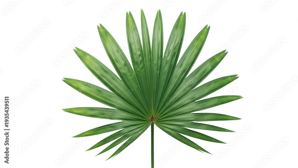 Fototapeta premium Isolated palmetto palm frond shows a natural green leaf with radial shape and distinctive texture