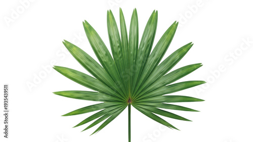 Tableau sur toile Isolated palmetto palm frond shows a natural green leaf with radial shape and di